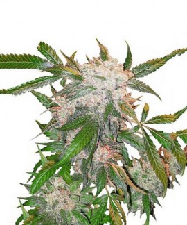 White Widow online comprar White Widow