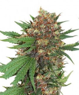 Master Kush online comprar Master Kush