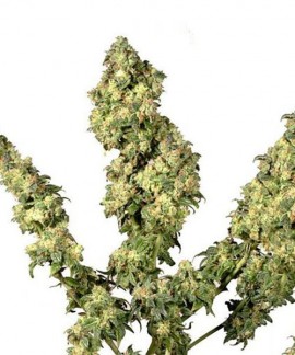 Ultra Skunk online comprar Ultra Skunk
