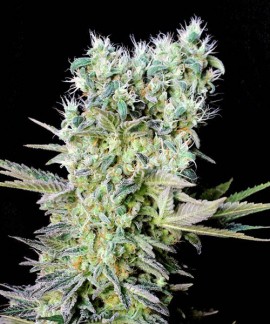 Northern Lights X online comprar Northern Lights X