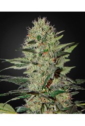 Exodus Cheese Auto de Green House Seeds