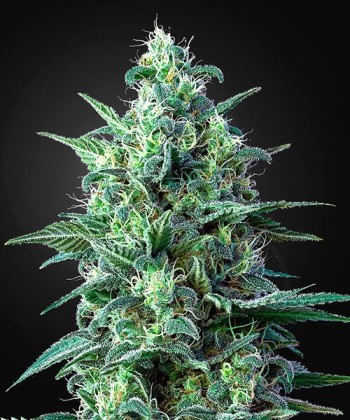 Comprar White Widow Auto CBD de Green House Seeds