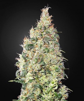 Great White Shark CBD de Green House Seeds