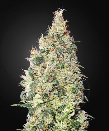 Comprar Great White Shark CBD de Green House Seeds