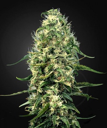 Comprar Super Silver Haze CBD de Green House Seeds
