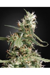 Arjan'S Ultra Haze 1 de Green House Seeds