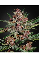 Bubba Kush de Green House Seeds