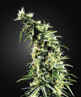 Hawaiian Snow online comprar Hawaiian Snow