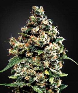 Jack Herer online comprar Jack Herer
