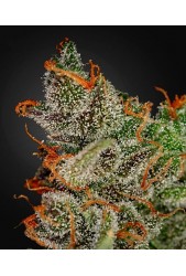 King's Kush de Green House Seeds