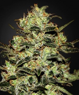 Moby Dick online comprar Moby Dick