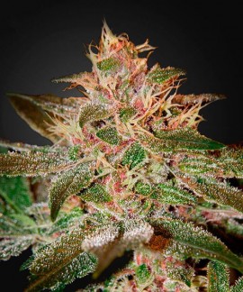 Pure Kush online comprar Pure Kush