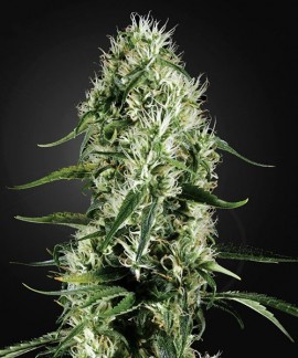 Super Silver Haze online comprar Super Silver Haze