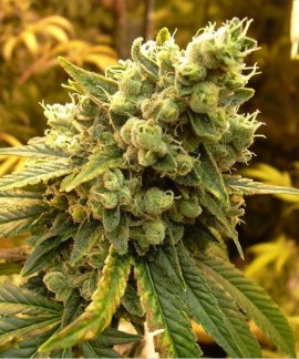 Bcn Sour Diesel online comprar Bcn Sour Diesel
