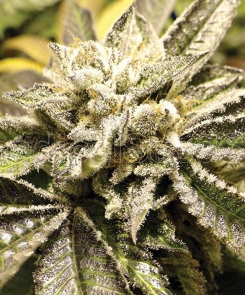 Comprar Canadian Kush de Medical Seeds