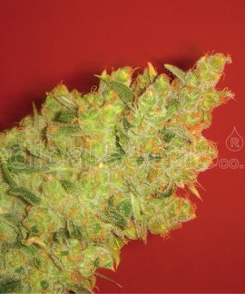 Jack La Mota online comprar Jack La Mota