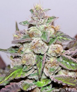 Mendocino x Purple Kush online comprar Mendocino x Purple Kush