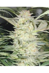 White Widow de Medical Seeds