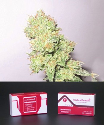 Comprar Colección 1 Feminizada de Medical Seeds