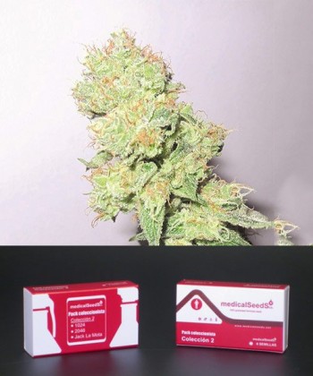 Comprar Colección 2 Feminizada de Medical Seeds