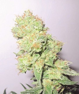 Y Griega CBD online comprar Y Griega CBD