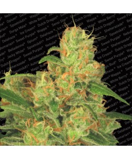 Acid Auto online comprar Acid Auto