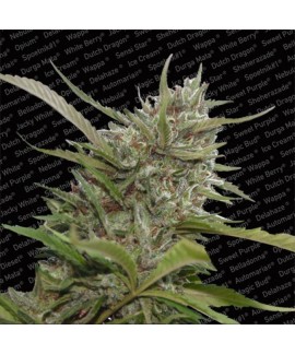 Whiteberry Auto online comprar Whiteberry Auto
