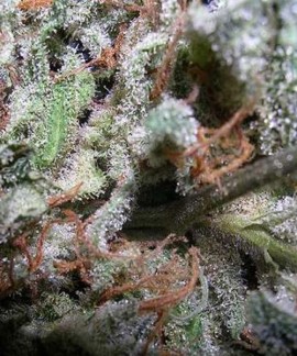 Indica Champions Pack de Paradise Seeds