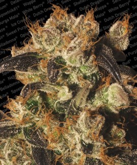 White Berry online comprar White Berry