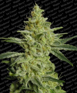 Allkush online comprar Allkush