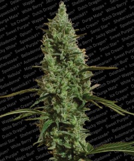 Atomical Haze online comprar Atomical Haze