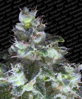 Original White Widow online comprar Original White Widow
