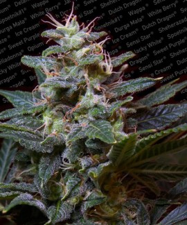 Sweet Purple online comprar Sweet Purple
