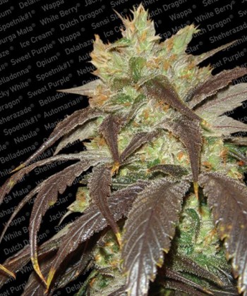 Comprar Spoetnik 1 de Paradise Seeds