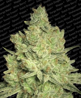 Jacky White online comprar Jacky White