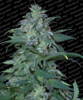 Magic Bud online comprar Magic Bud