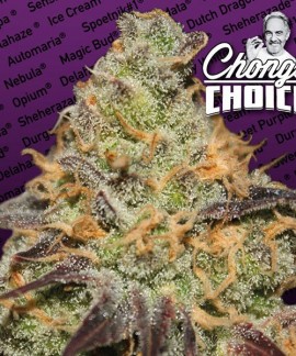Blue Kush Berry online comprar Blue Kush Berry