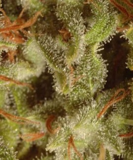 Sativa Champions Pack online comprar Sativa Champions Pack