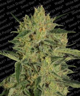 Nebula II CBD online comprar Nebula II CBD