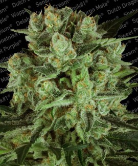 Durga Mata II CBD online comprar Durga Mata II CBD