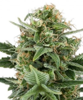 Royal Dwarf Auto online comprar Royal Dwarf Auto
