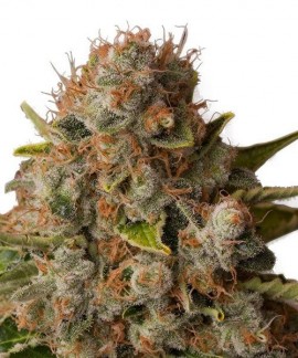 White Widow online comprar White Widow