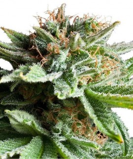 Shining Silver Haze online comprar Shining Silver Haze