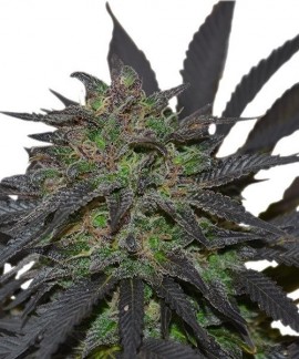 Blue Mystic online comprar Blue Mystic