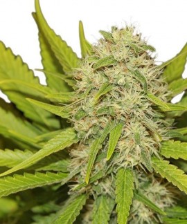 Skunk XL online comprar Skunk XL