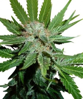 Royal Cheese-Fast Version de Royal Queen Seeds