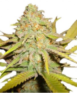 O.G. Kush online comprar O.G. Kush