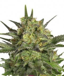 Haze Berry online comprar Haze Berry