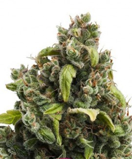 Candy Kush Express-Fast online comprar Candy Kush Express-Fast