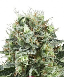 Bubble Kush online comprar Bubble Kush